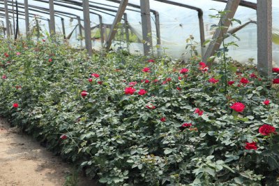 ​冬季月季需要剪枝吗（时间和方法）