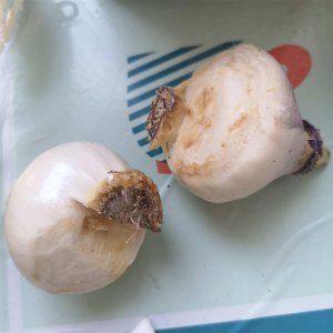 ​风信子开花后怎么处理