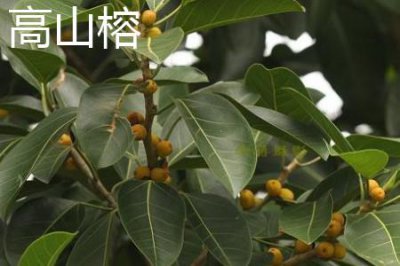 ​高山榕和大叶榕的区别