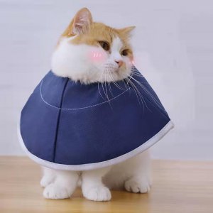 ​菲尔顿每日一问，如何判断猫腹水？