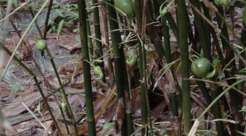 竹子开花“不祥”可这种竹子结果在农村却十分受欢迎