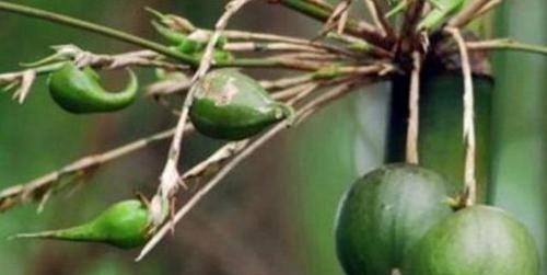 竹子开花“不祥”可这种竹子结果在农村却十分受欢迎