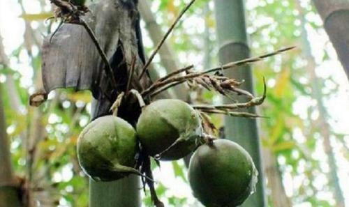 竹子开花“不祥”可这种竹子结果在农村却十分受欢迎