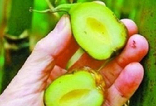 竹子开花“不祥”可这种竹子结果在农村却十分受欢迎