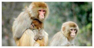 ​属猴的人1980年40岁未来运势如何？只要熬过去了，从此心想事成！