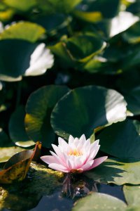 ​如何养殖好睡莲