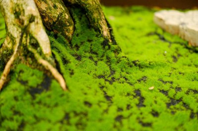 ​沙土地适合种什么树