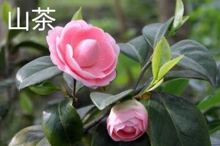 山茶花叶片 山茶花叶片