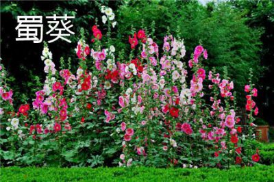 ​蜀葵和锦葵的区别