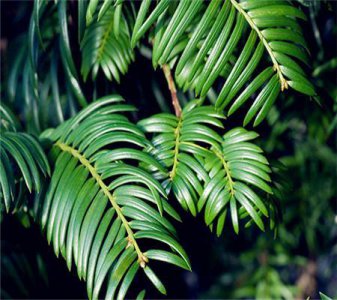 ​水杉与红豆杉的区别