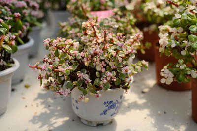 ​雅乐之舞休眠吗，休眠期怎么养