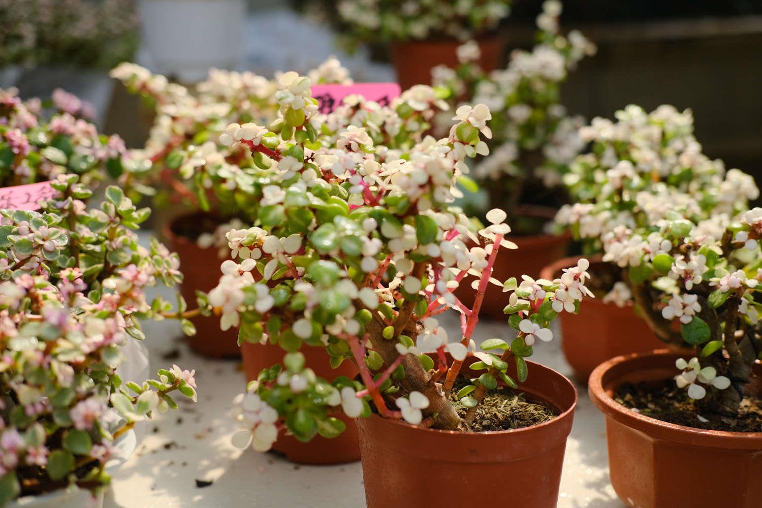 雅乐之舞 雅乐之舞