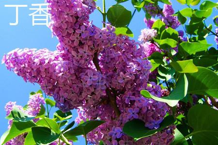 丁香 丁香
