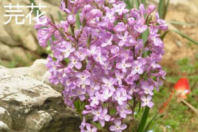 ​芫花和丁香的区别