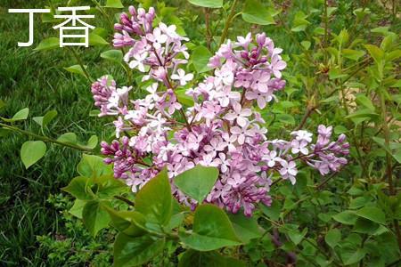 丁香 丁香