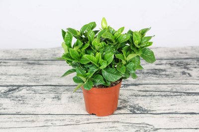 ​栀子花怎样剪枝养花才多