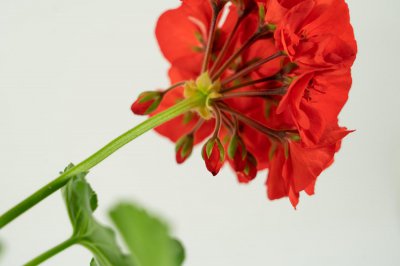 ​想要天竺葵？不用买，一段枝条就够了