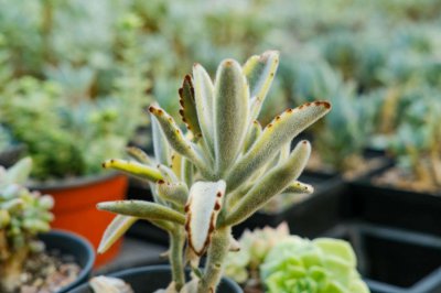 ​月兔耳的养殖方法和注意事项