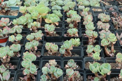 ​怎样诱导多肉缀化