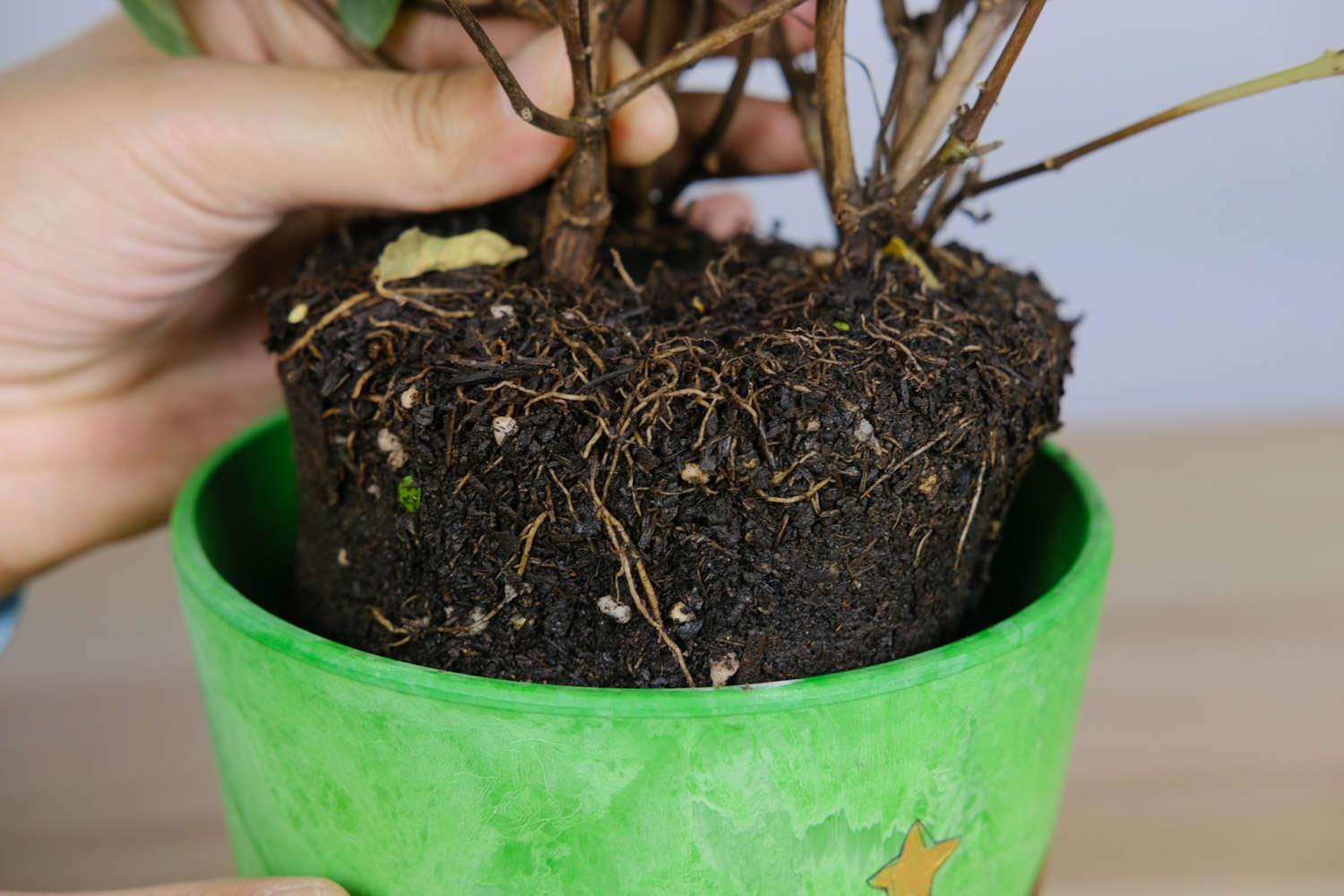 倒挂金钟 倒挂金钟