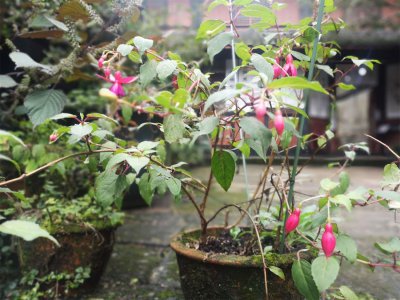 ​倒挂金钟能放卧室吗