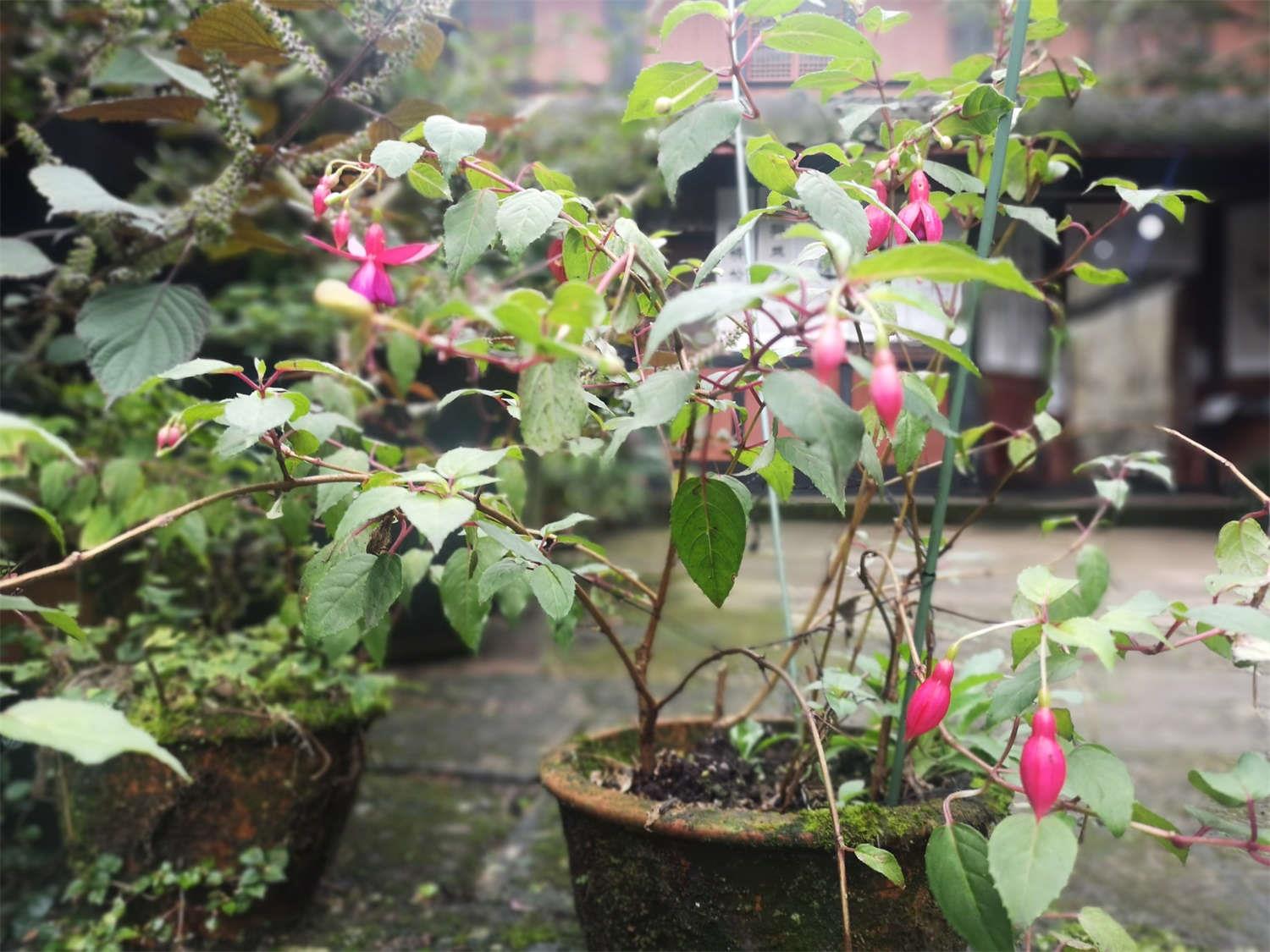 倒挂金钟 倒挂金钟