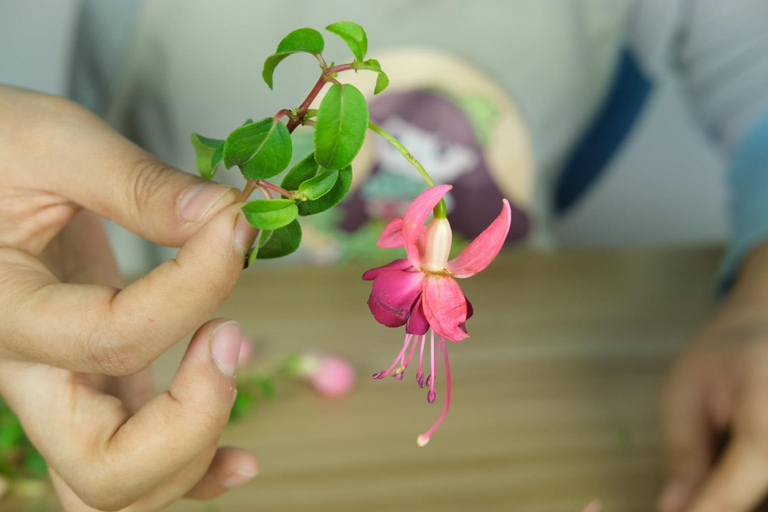 倒挂金钟 倒挂金钟