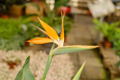 ​鹤望兰好养吗