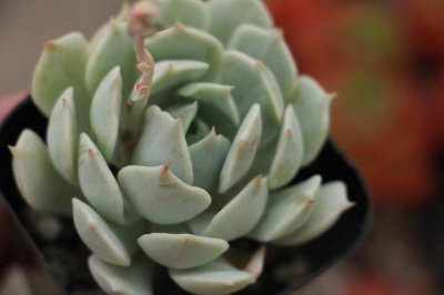 ​吉娃莲养在家中有什么好处