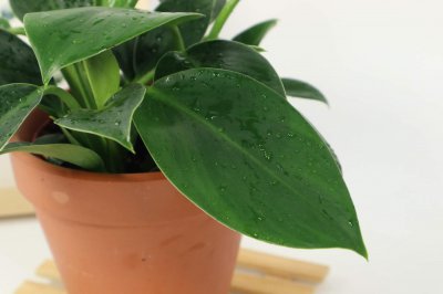 ​金钻花的寓意