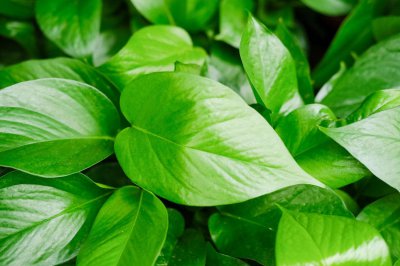 ​绿萝用高盆还是矮盆