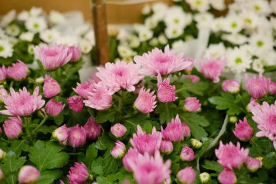 ​绿色菊花有哪些品种