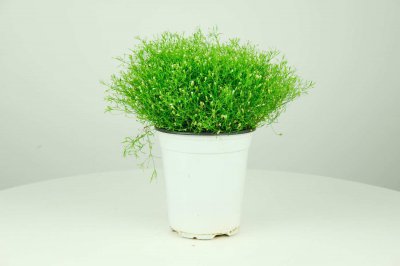 ​满天星喜欢阳光吗