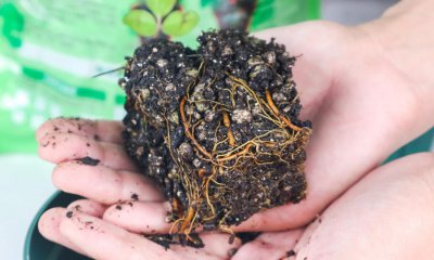 ​扦插铁线莲如何移栽