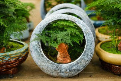 ​文竹浇水的正确方法