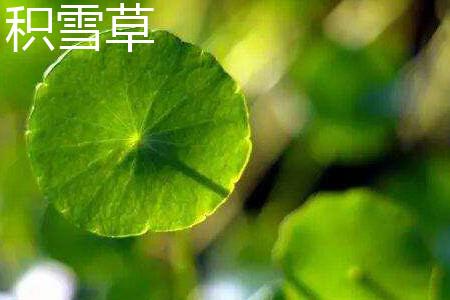 积雪草 积雪草