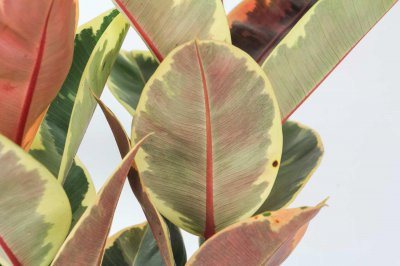 ​橡皮树怕冷吗