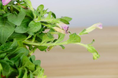 ​矮牵牛怎么过冬