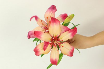 ​百合籽怎么种植