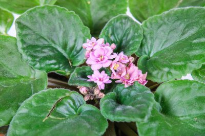 ​非洲堇叶片扦插的方法