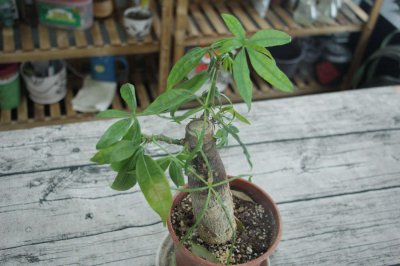 ​发财树的风水摆放及禁忌