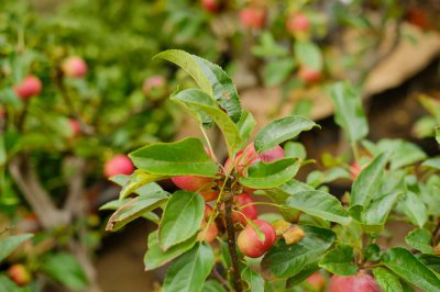 嫁接海棠用什么砧木