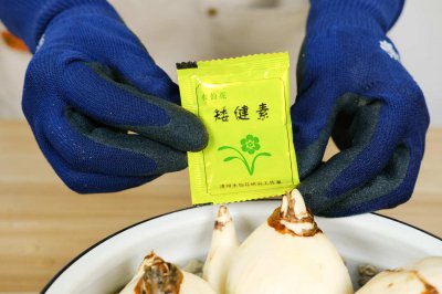 ​水仙花什么季节开，如何催花