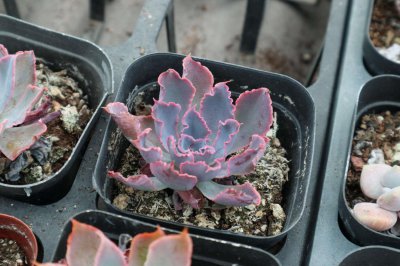 ​多肉什么季节适合砍头