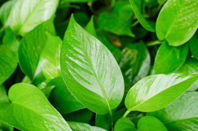 ​水培绿萝怎么养长得快