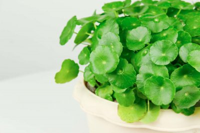 ​铜钱草摆在哪里最旺财