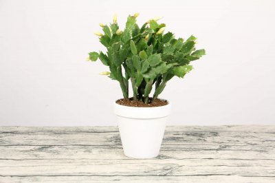 ​蟹爪兰什么季节种植