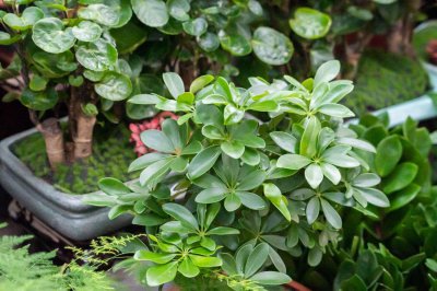 ​新买的鸭脚木怎么养