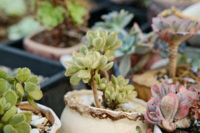 ​熊童子冬天怎么养