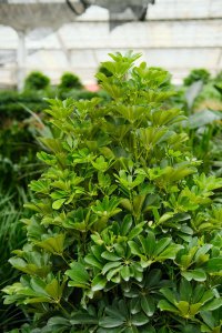 ​鸭掌木喜阴还是喜阳光